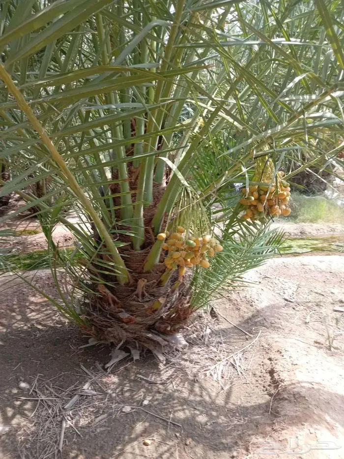 نخيل  البيع الخرمه رنيه الطايف الحويه الوصليه السيل 2
