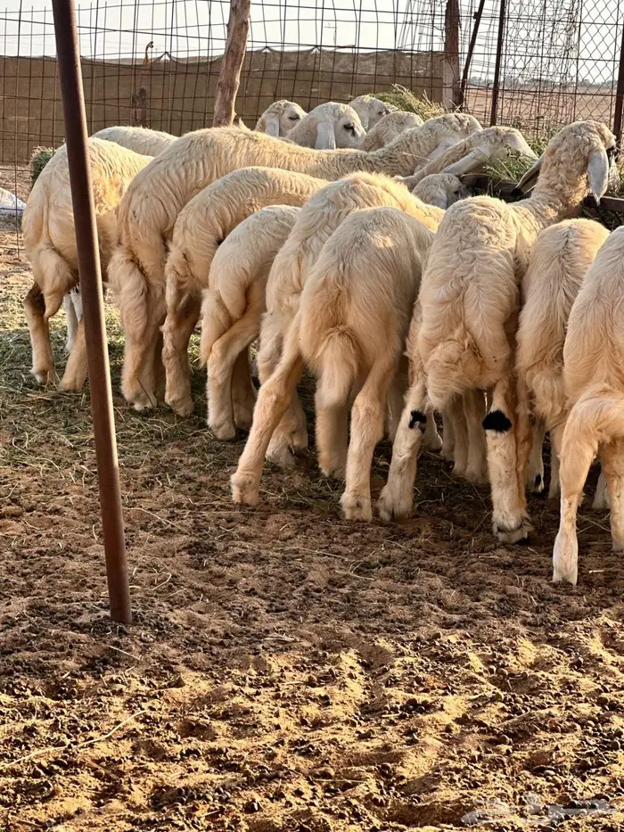 بهم للبيع العدد30 2
