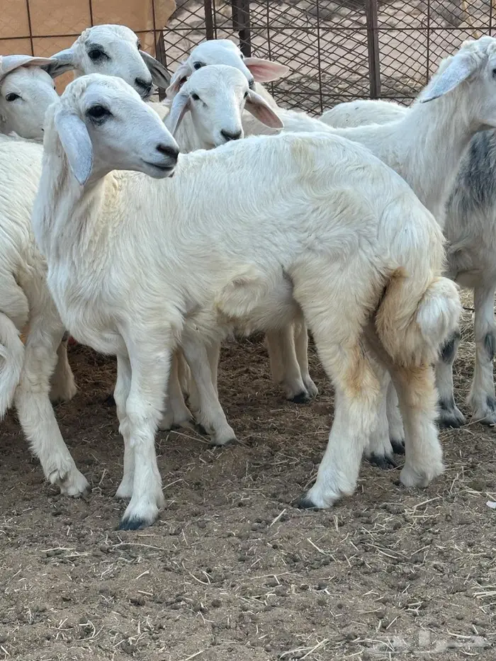 طليان ذبائح 0