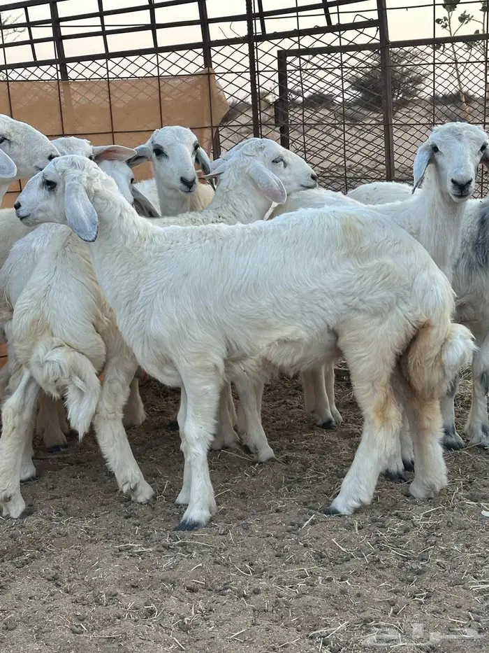 طليان ذبائح 1