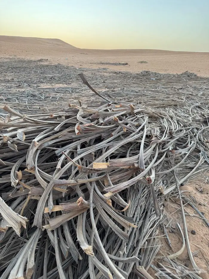 عسبان نخل للبيع يابس 0