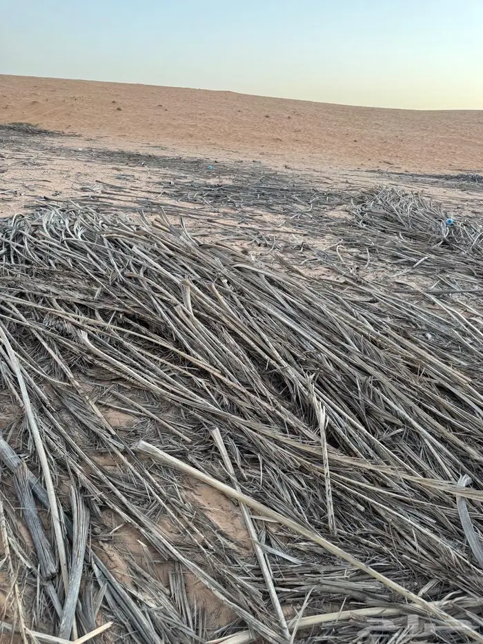 عسبان نخل للبيع يابس 2