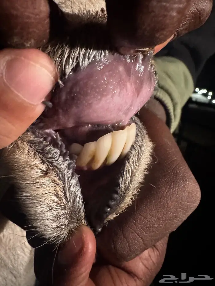 شاه حايل ( وخرفان طيبه ) 2