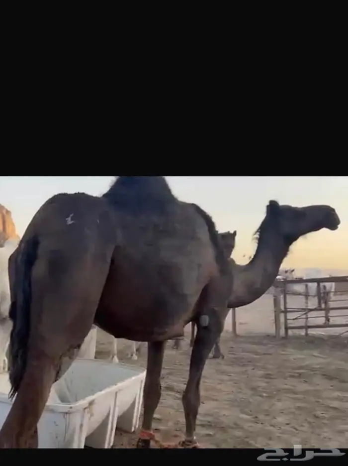 ناقه محهم 0