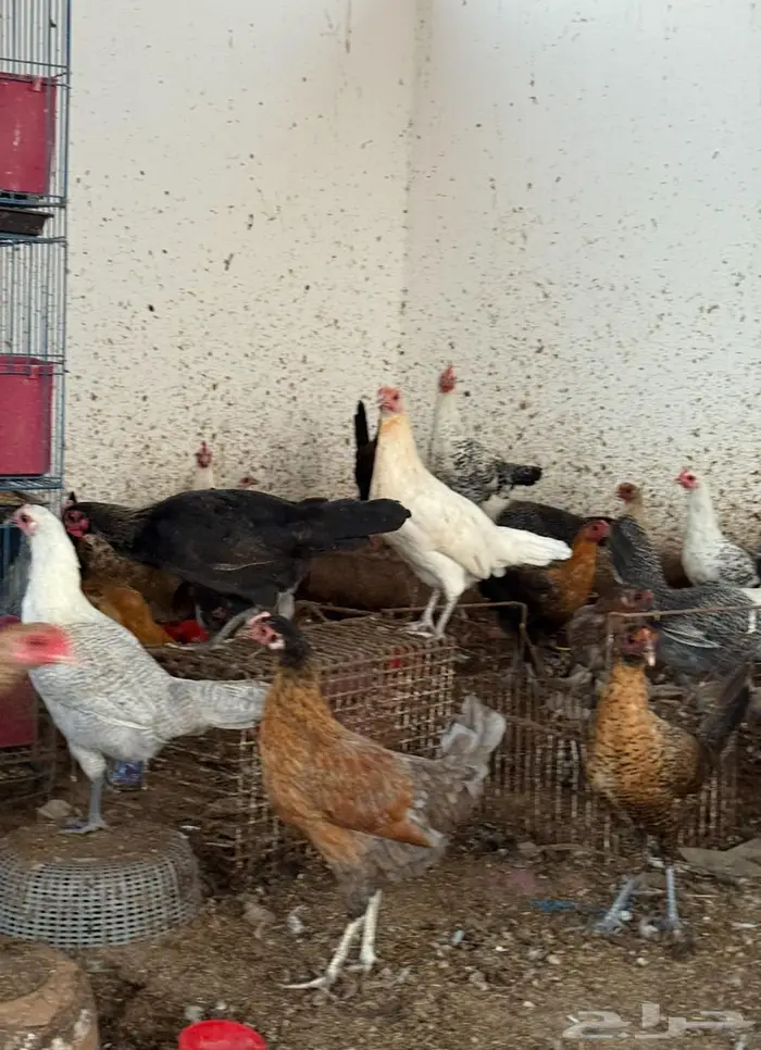 دجاج بلدي العمر 4 أشهر ونص 0