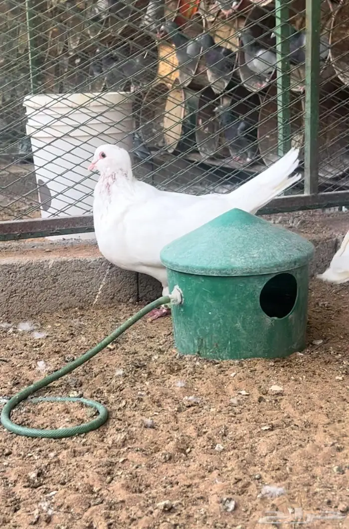 حمام فرنسي احجام ضخمة 4