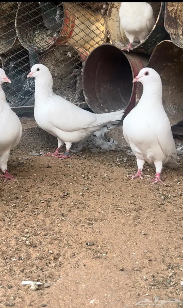 حمام فرنسي احجام ضخمة 3