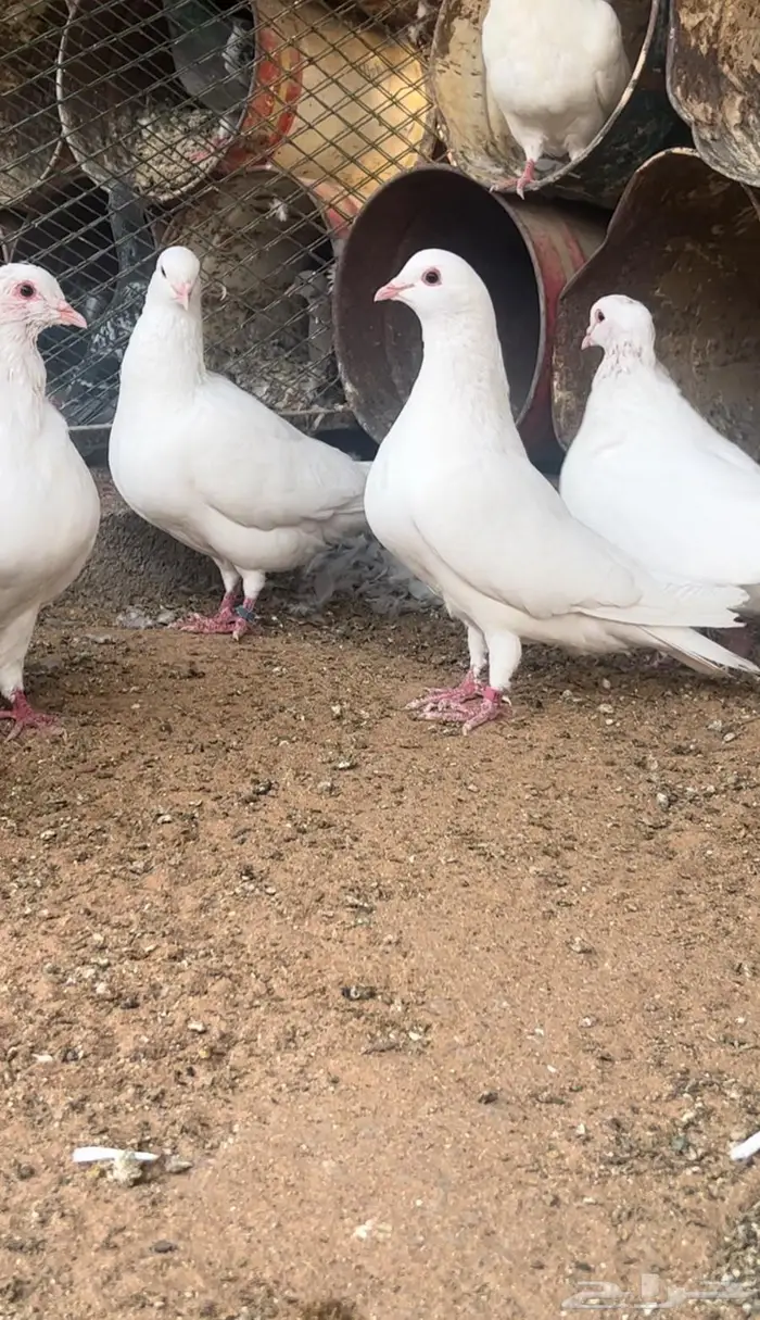 حمام فرنسي احجام ضخمة 1