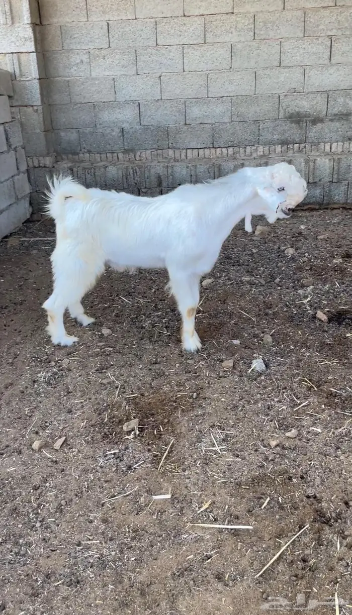 مشاريع فحول شامي بيض برص للبيع 3