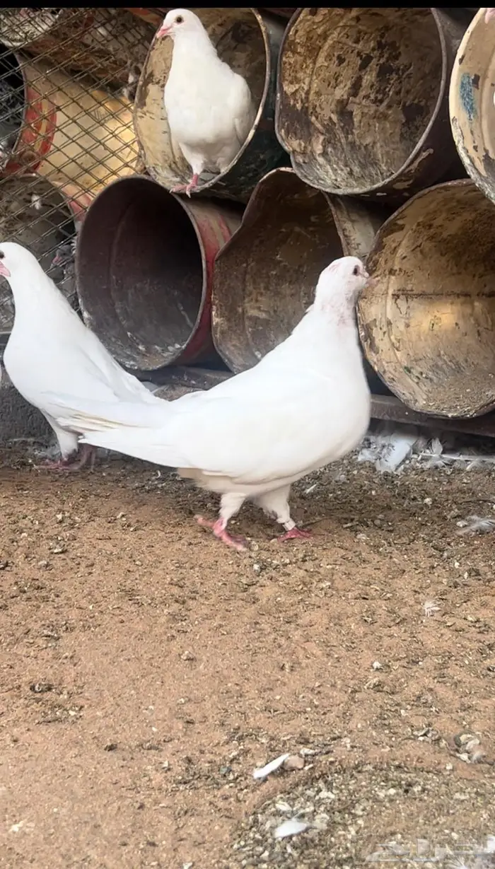 حمام فرنسي احجام ضخمة 2