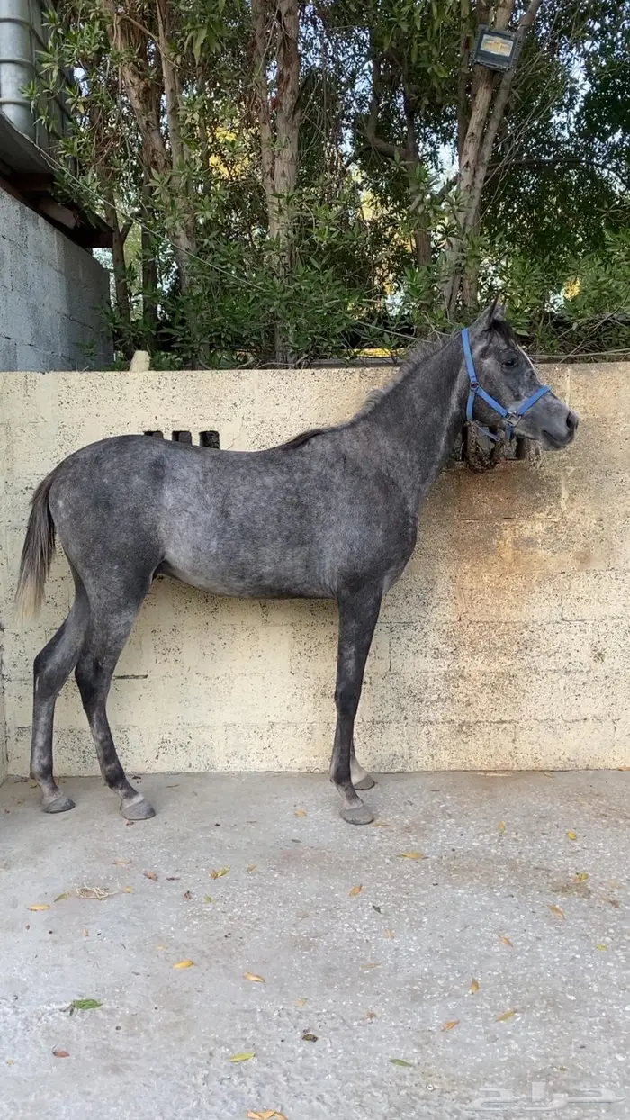 مهر شعبي 0