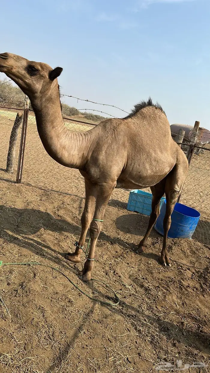 قعود 3