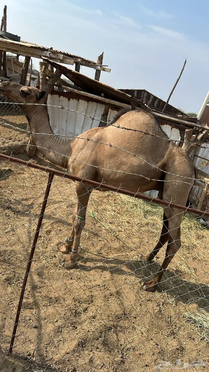 قعود 2