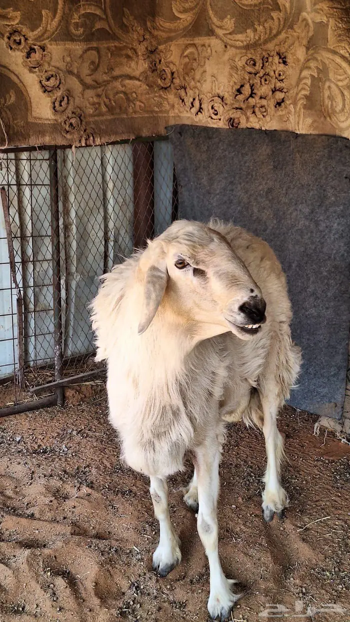 فحل حري 3