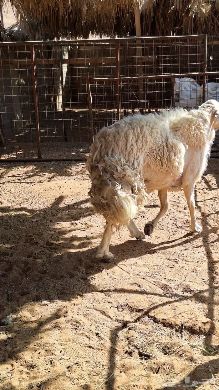 فحل حري 4