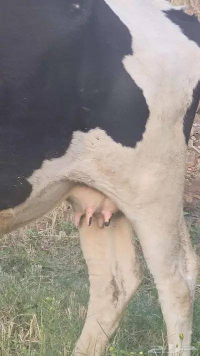 حسيل للبيع و3 بقر هولنديه للبيع index