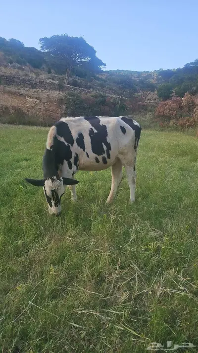 حسيل للبيع و3 بقر هولنديه للبيع index