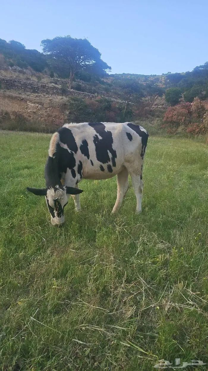 بقر هولنديه للبيع عدد 3 وحسيل 1