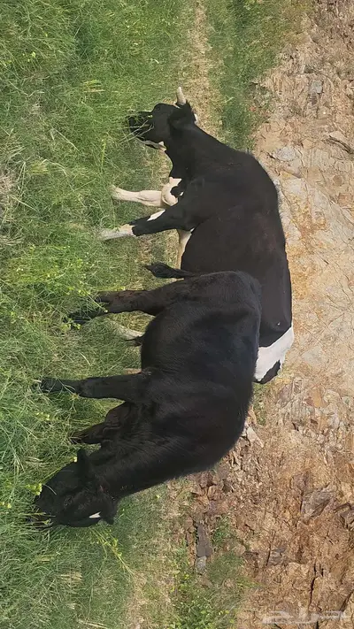 حسيل للبيع و3 بقر هولنديه للبيع index