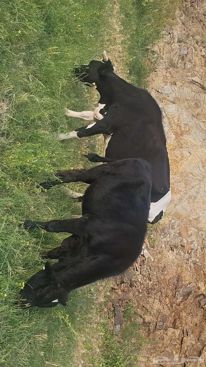 بقر هولنديه للبيع عدد 3 وحسيل 3
