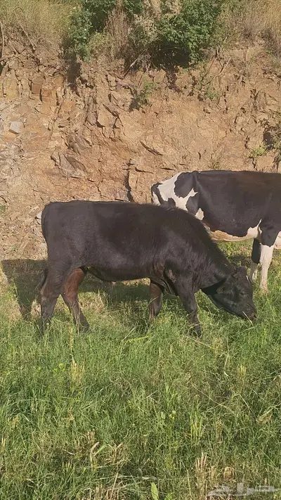 حسيل للبيع و3 بقر هولنديه للبيع index