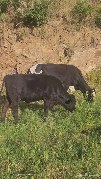 حسيل للبيع و3 بقر هولنديه للبيع index