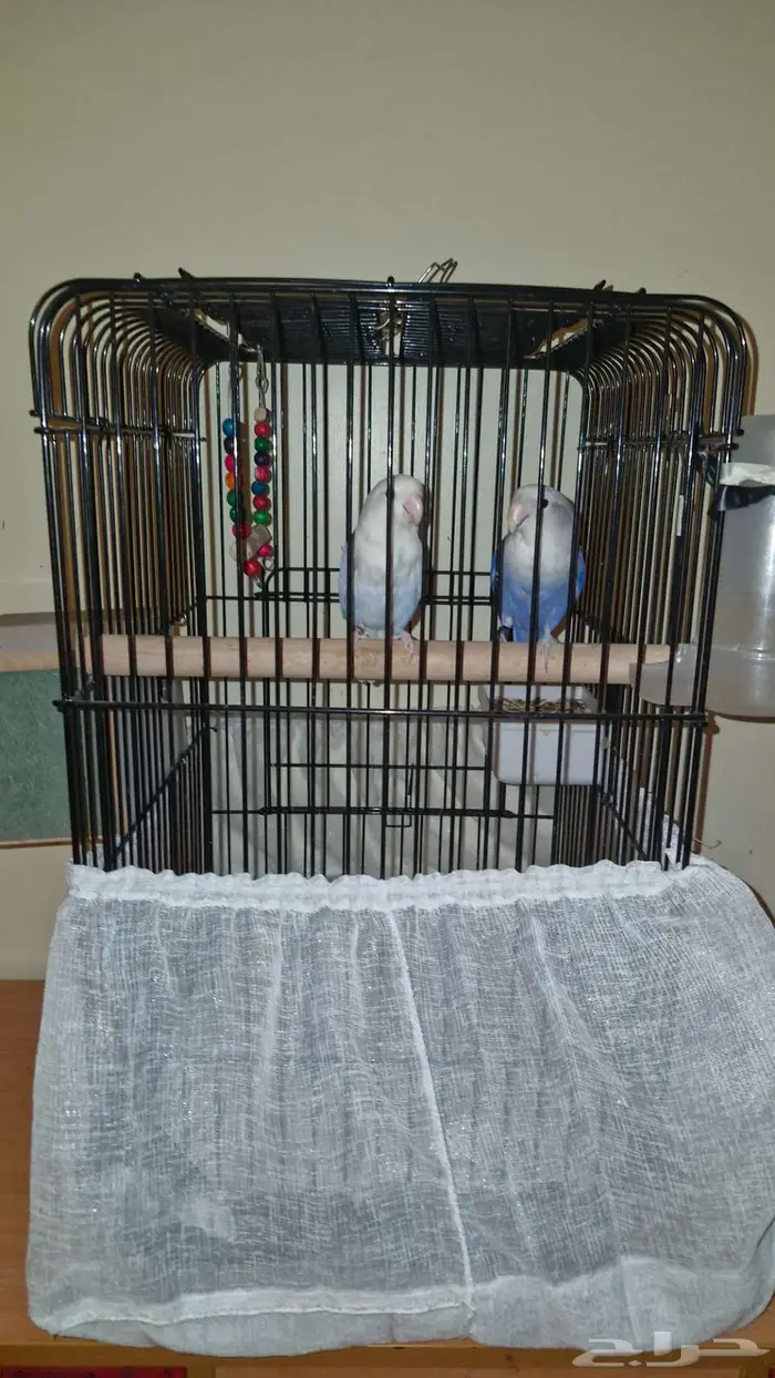 زوج عصافير روز 1