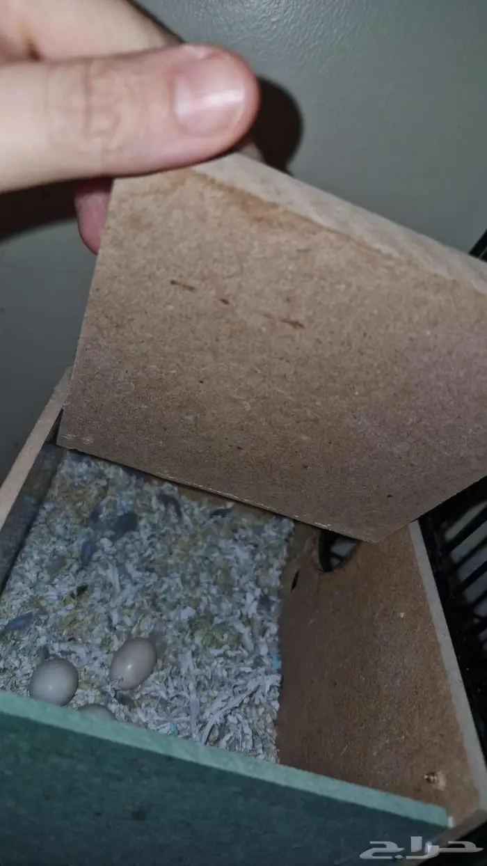 زوج عصافير روز 2