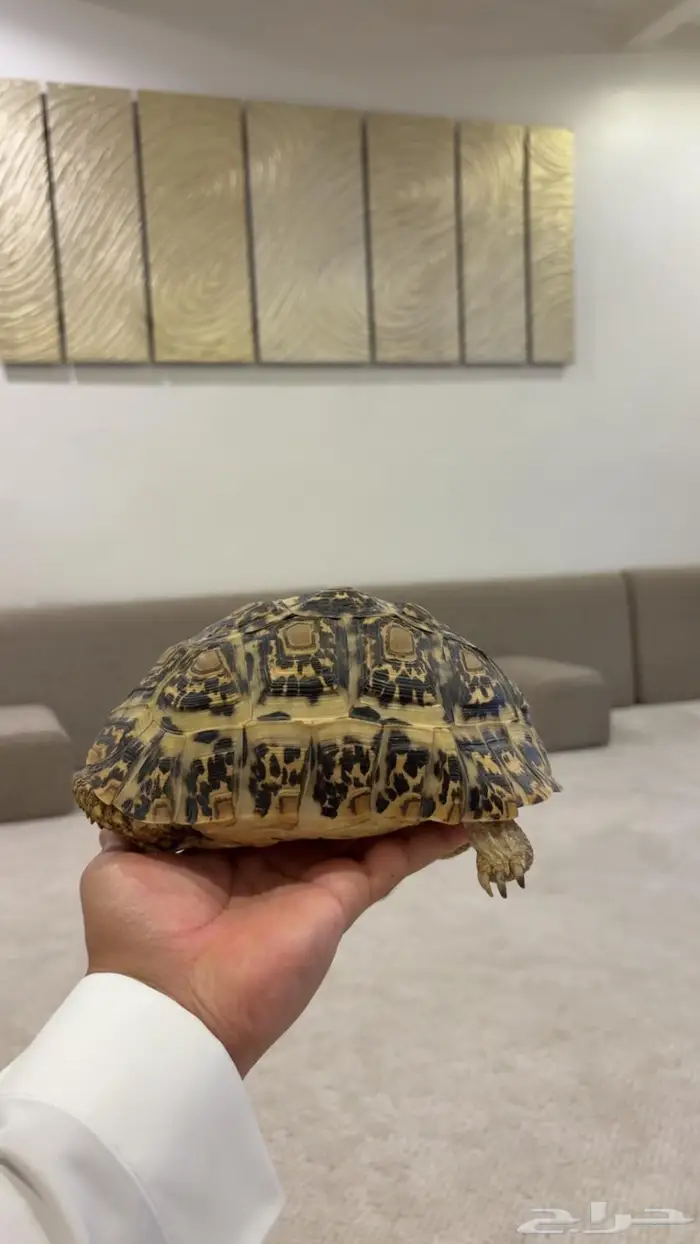 للبيع سلحفاه النمريه 0