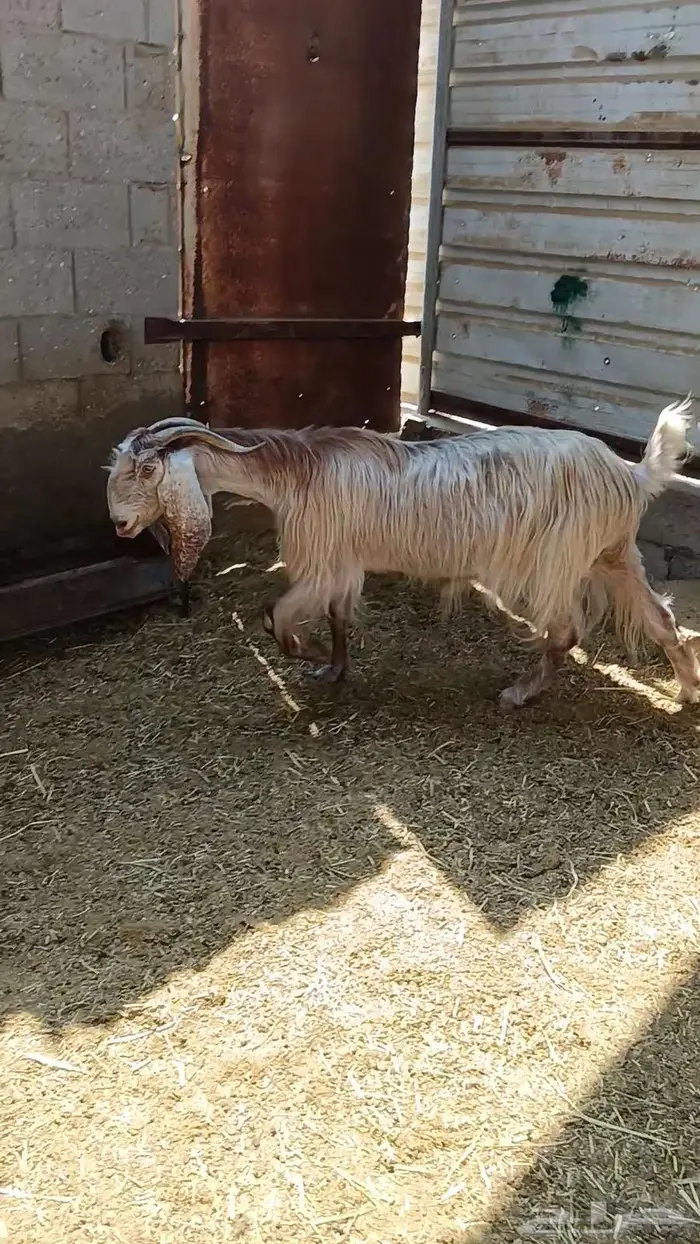 عنز صافه جرمها طيب دفيع شرط بالأحساء 0