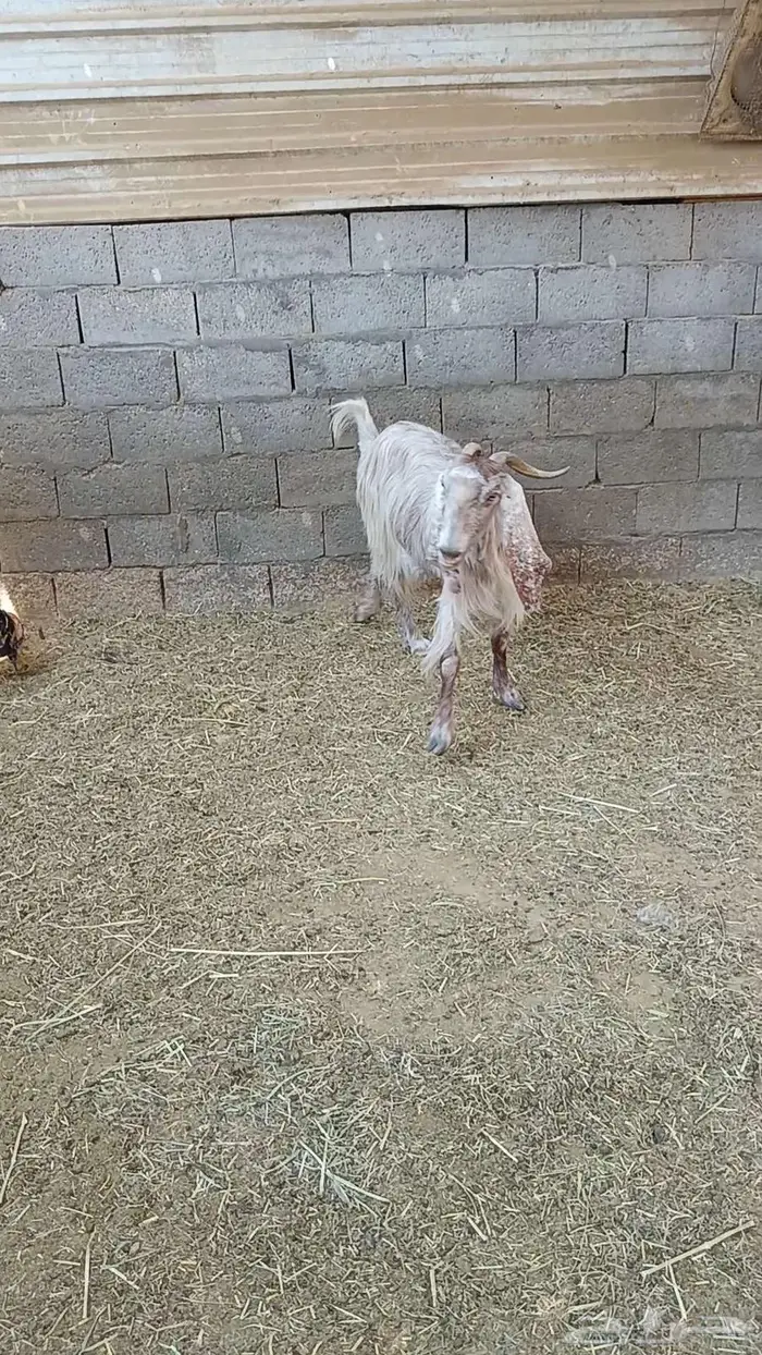 عنز صافه جرمها طيب دفيع شرط بالأحساء 1