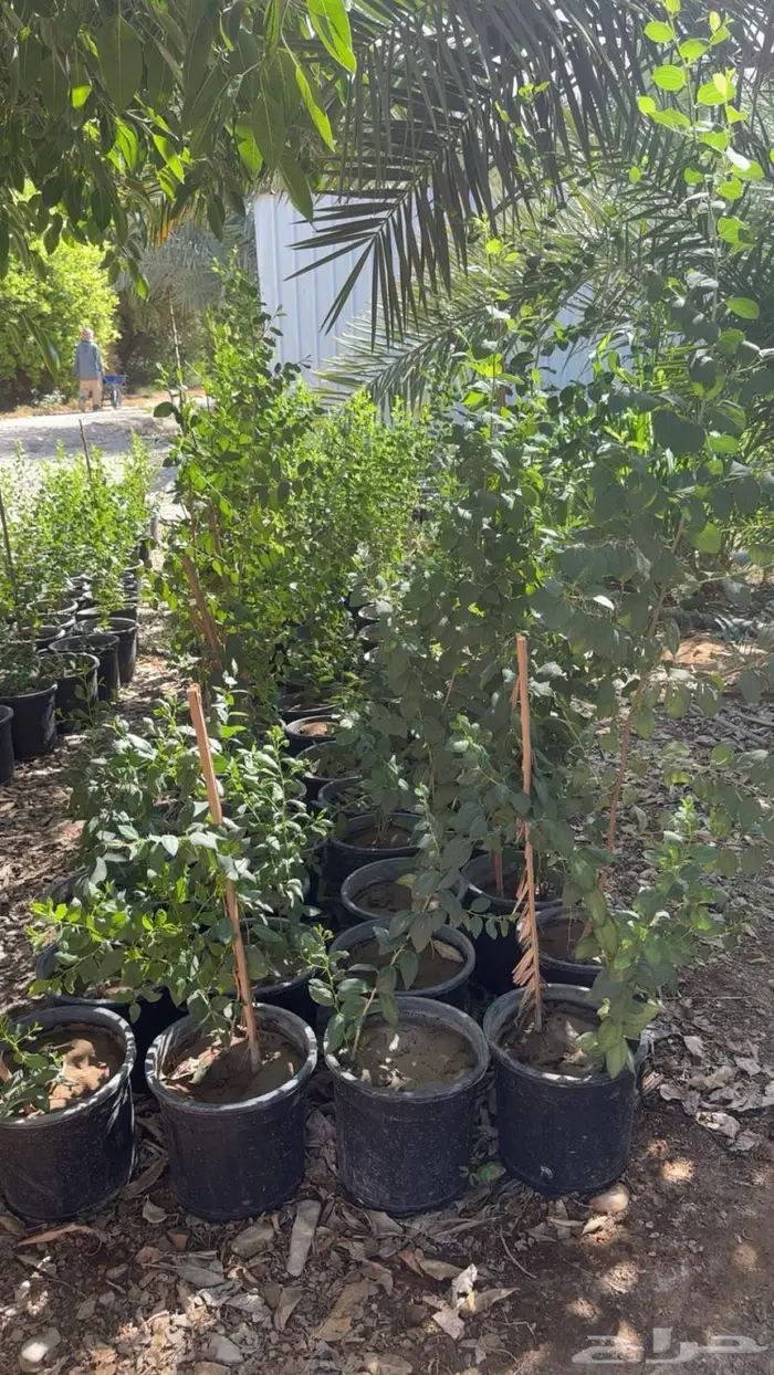 شتلات سدر بلدي 0