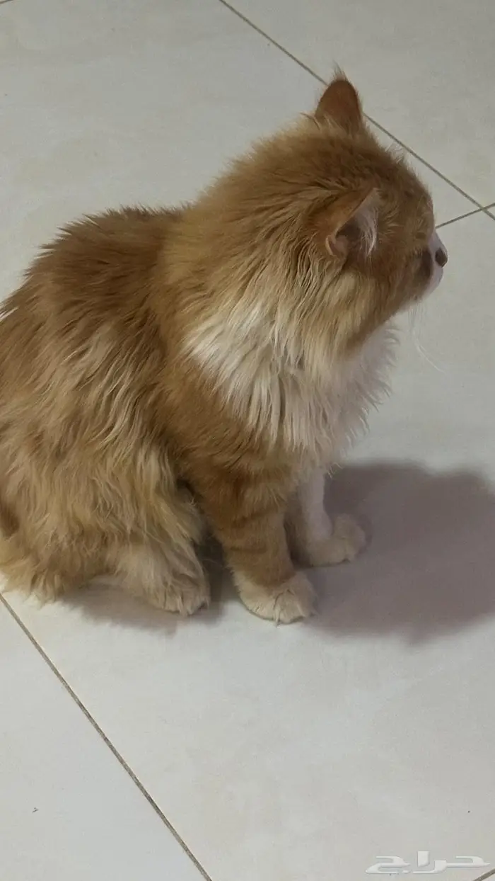 قط للبيع 1