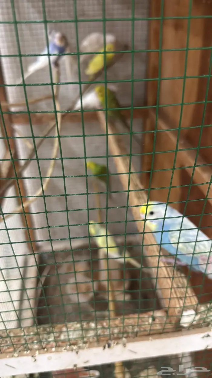 قفص طيور (مطير) 1