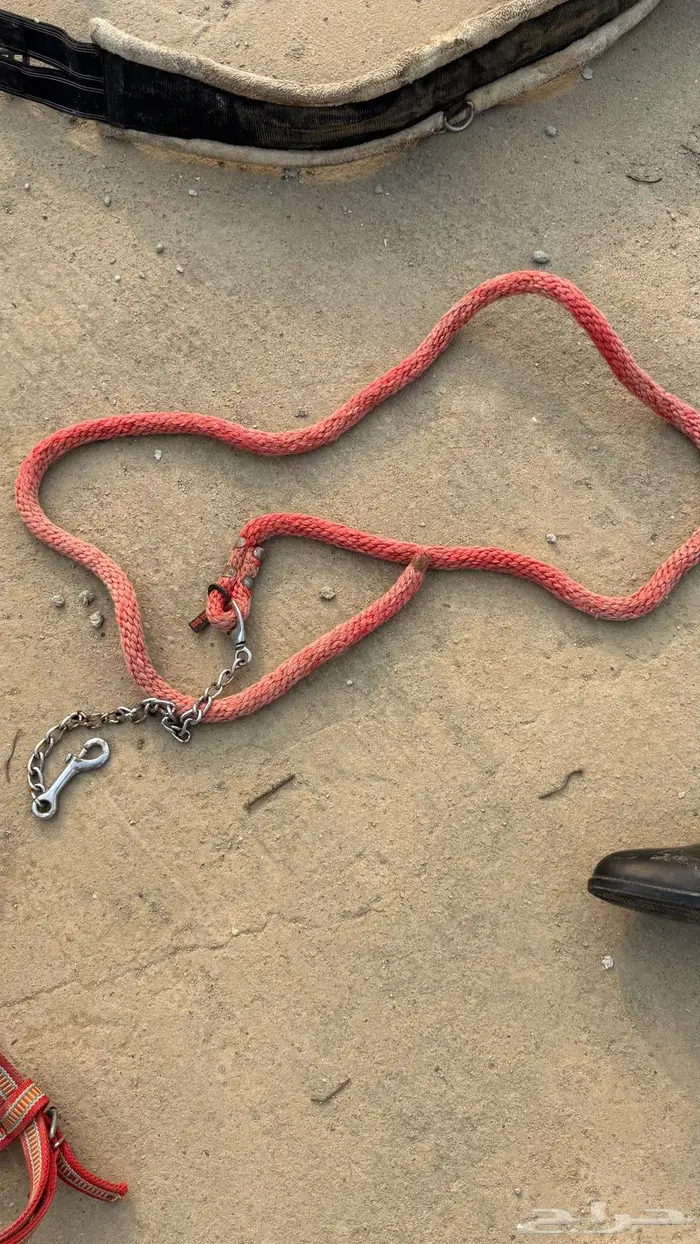 سرج مع جميع اغراضه وزينه للخيل 4