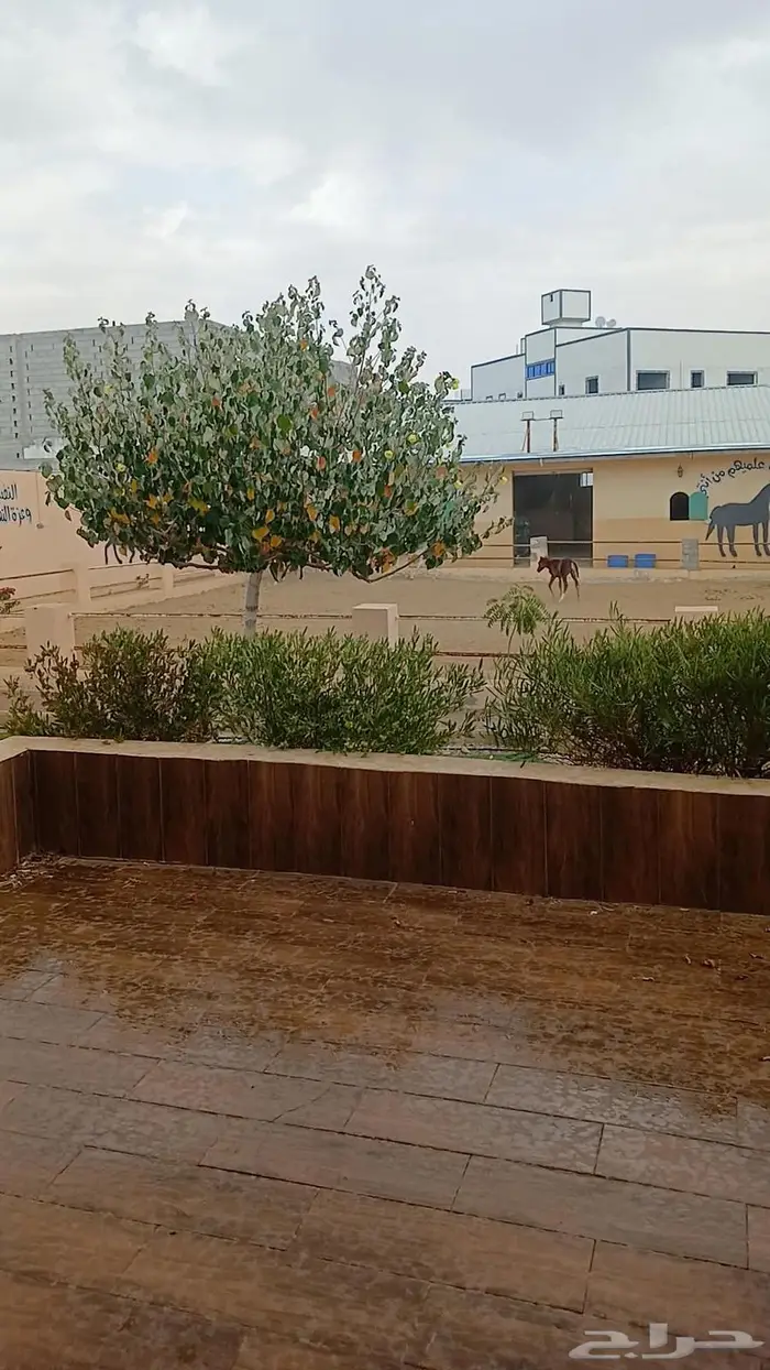 مربط سمو الاصايل 2