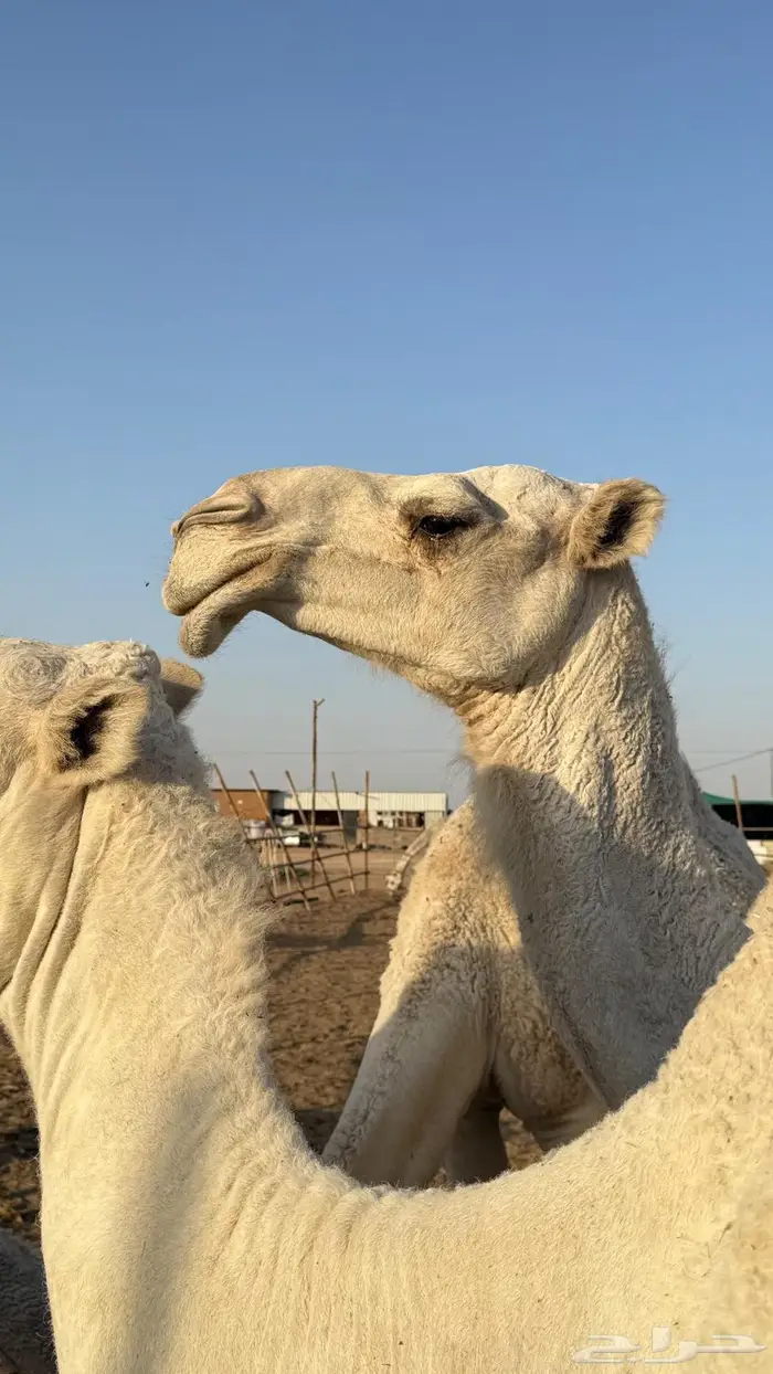 حق اوضح على بيع عبدالله القاسم فهاق 5