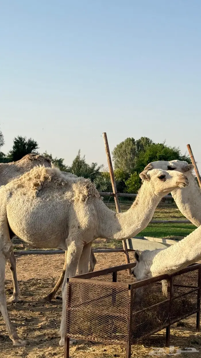 حق اوضح على بيع عبدالله القاسم فهاق 2