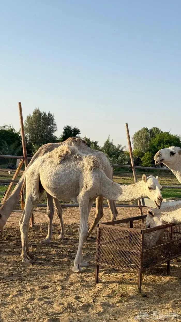 حق اوضح على بيع عبدالله القاسم فهاق 6