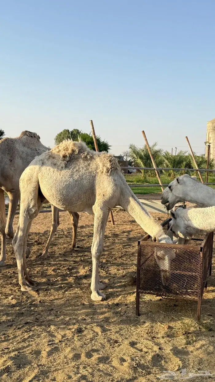 حق اوضح على بيع عبدالله القاسم فهاق 7