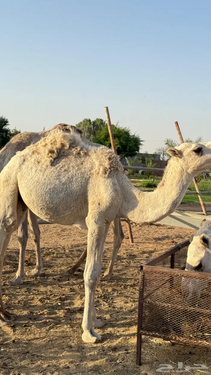 حق اوضح على بيع عبدالله القاسم فهاق 0