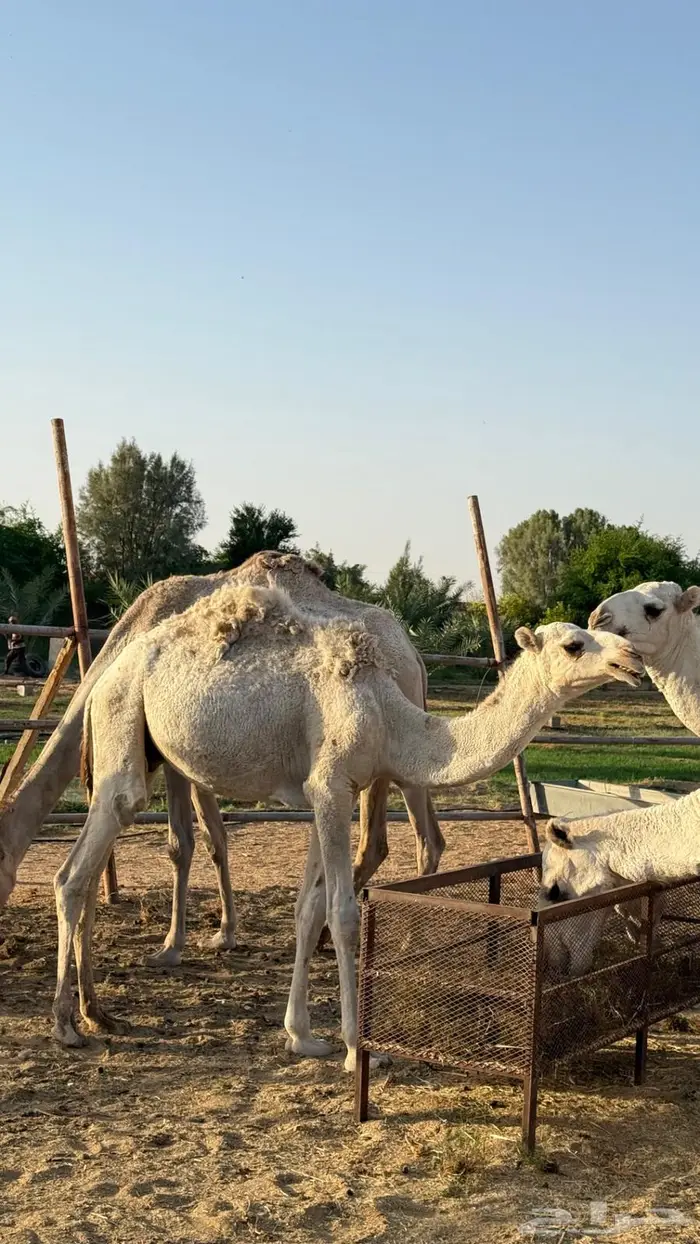 حق اوضح على بيع عبدالله القاسم فهاق 3