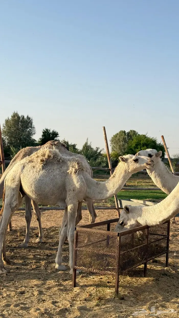 حق اوضح على بيع عبدالله القاسم فهاق 1