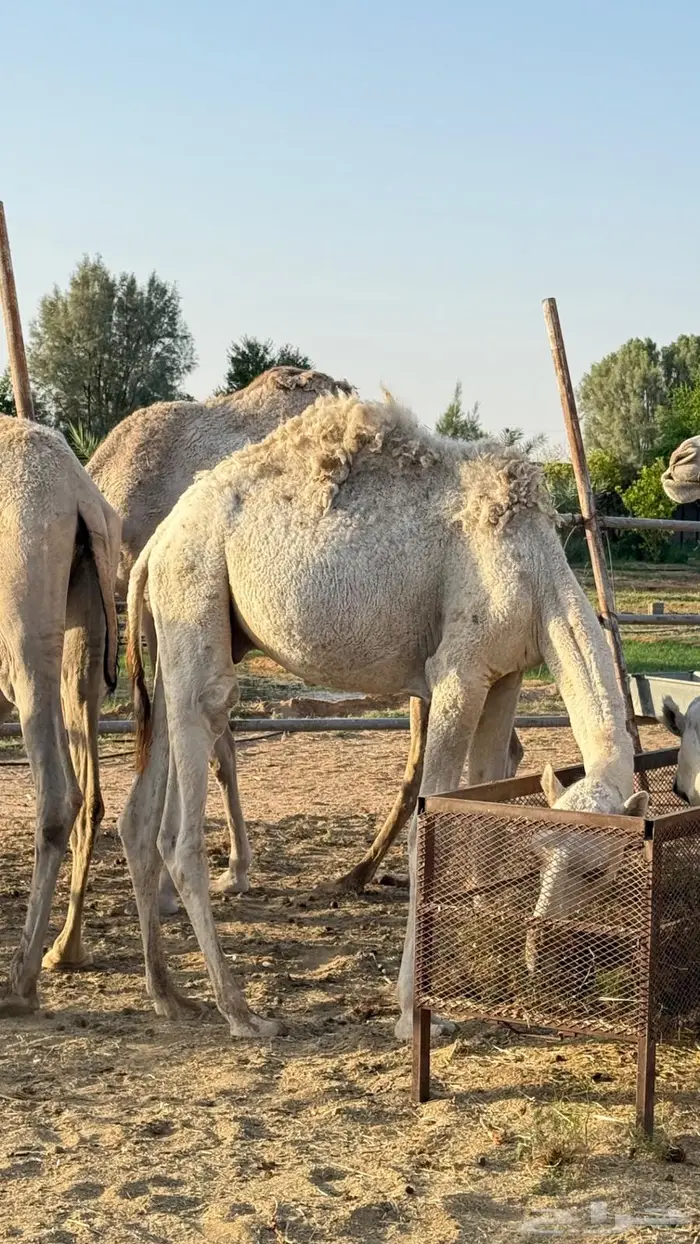حق اوضح على بيع عبدالله القاسم فهاق 4
