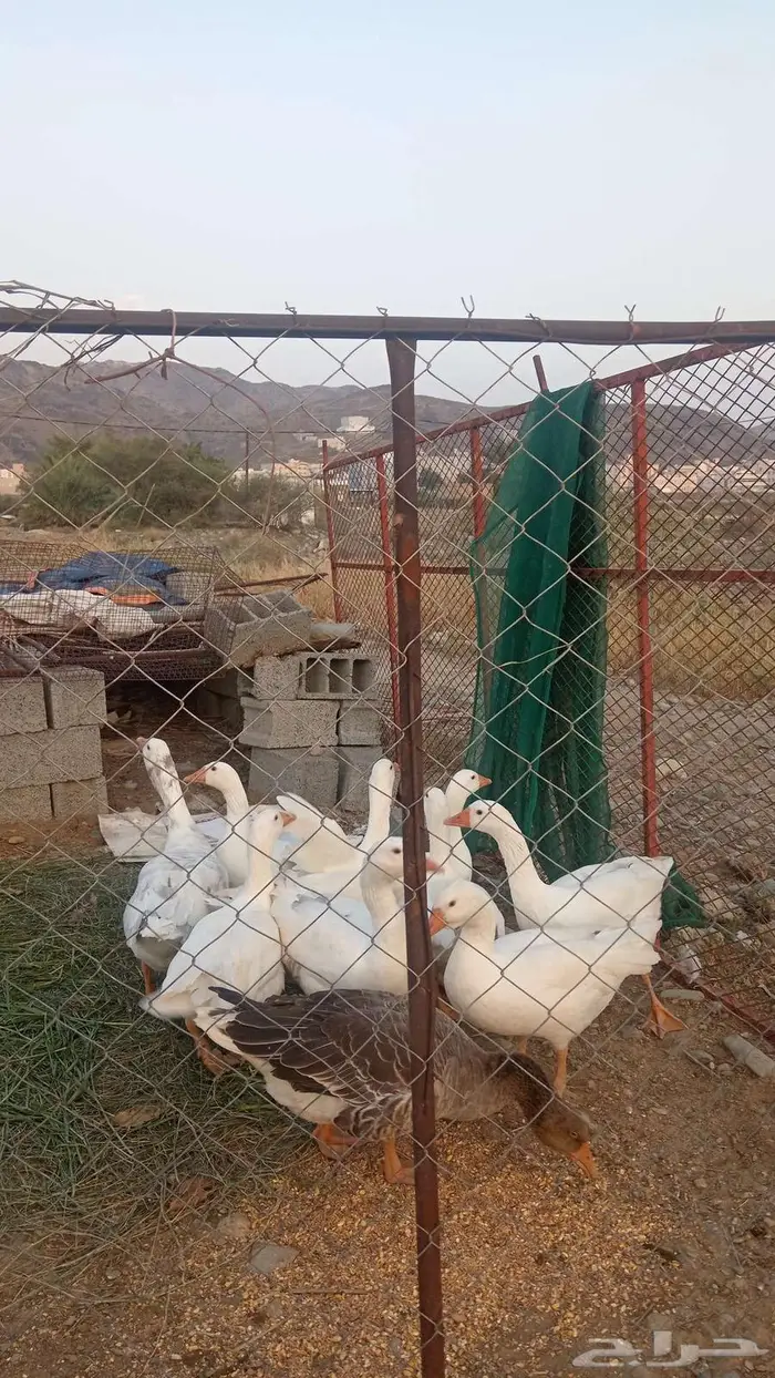 الموقع المخواة 1