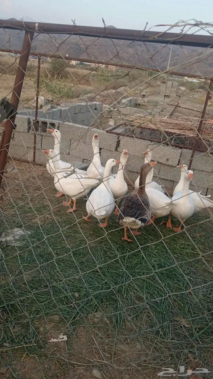 الموقع المخواة 2