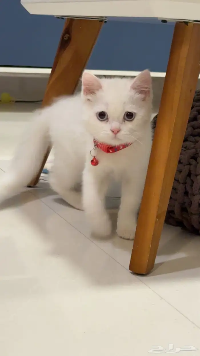 Cat for adoption قط للتبني 3