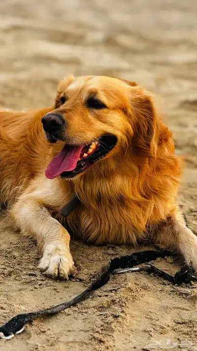 ذكر جولدن ريتريفر index