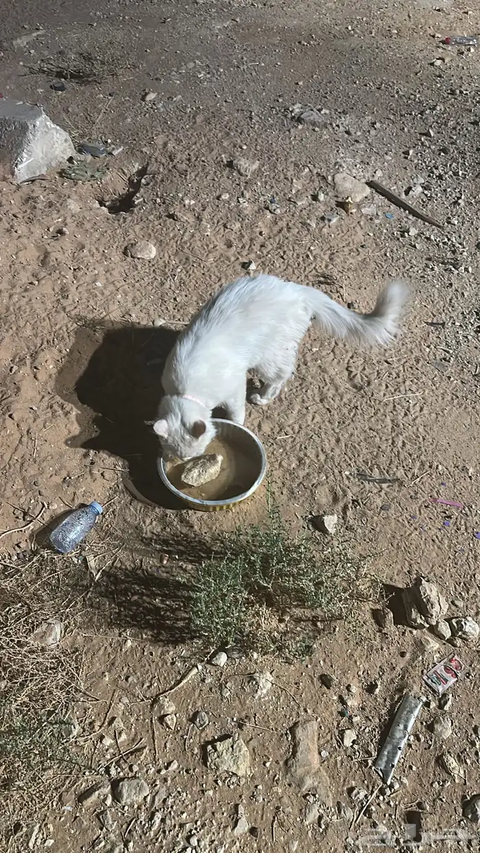 بسه ضايعه عليها طوق بحي البساتين 0