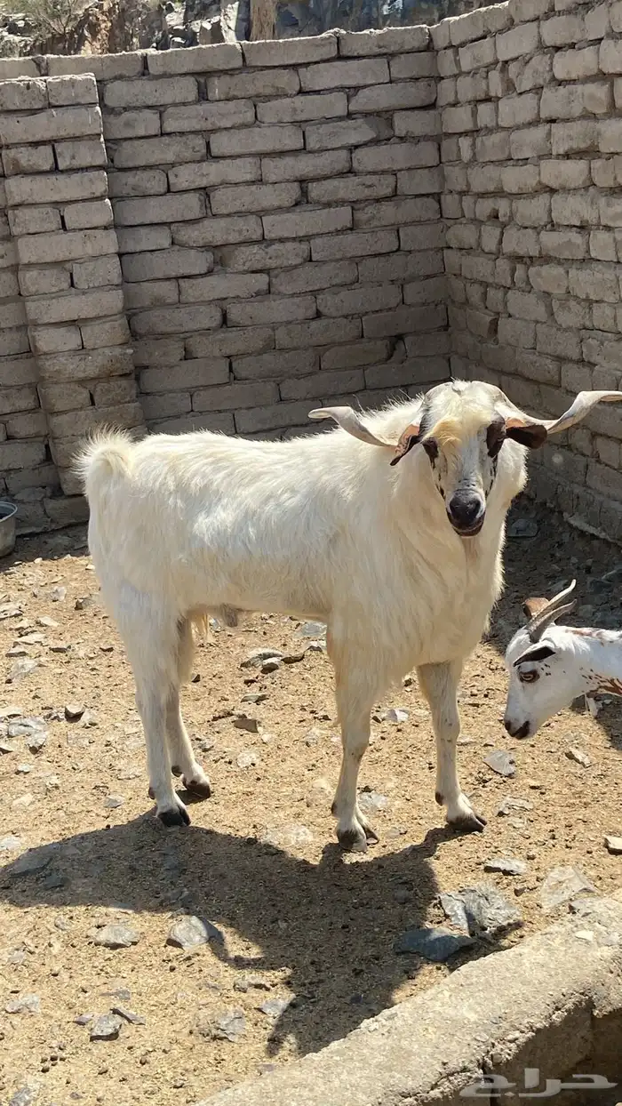 بعرض لكم تيس فحل للبيع 1